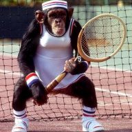 Image result for monkey tennis